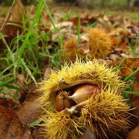 Casa Manuela Dom wakacyjny Allariz
