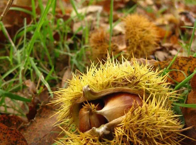 Casa Manuela Дом отдыха Альярис